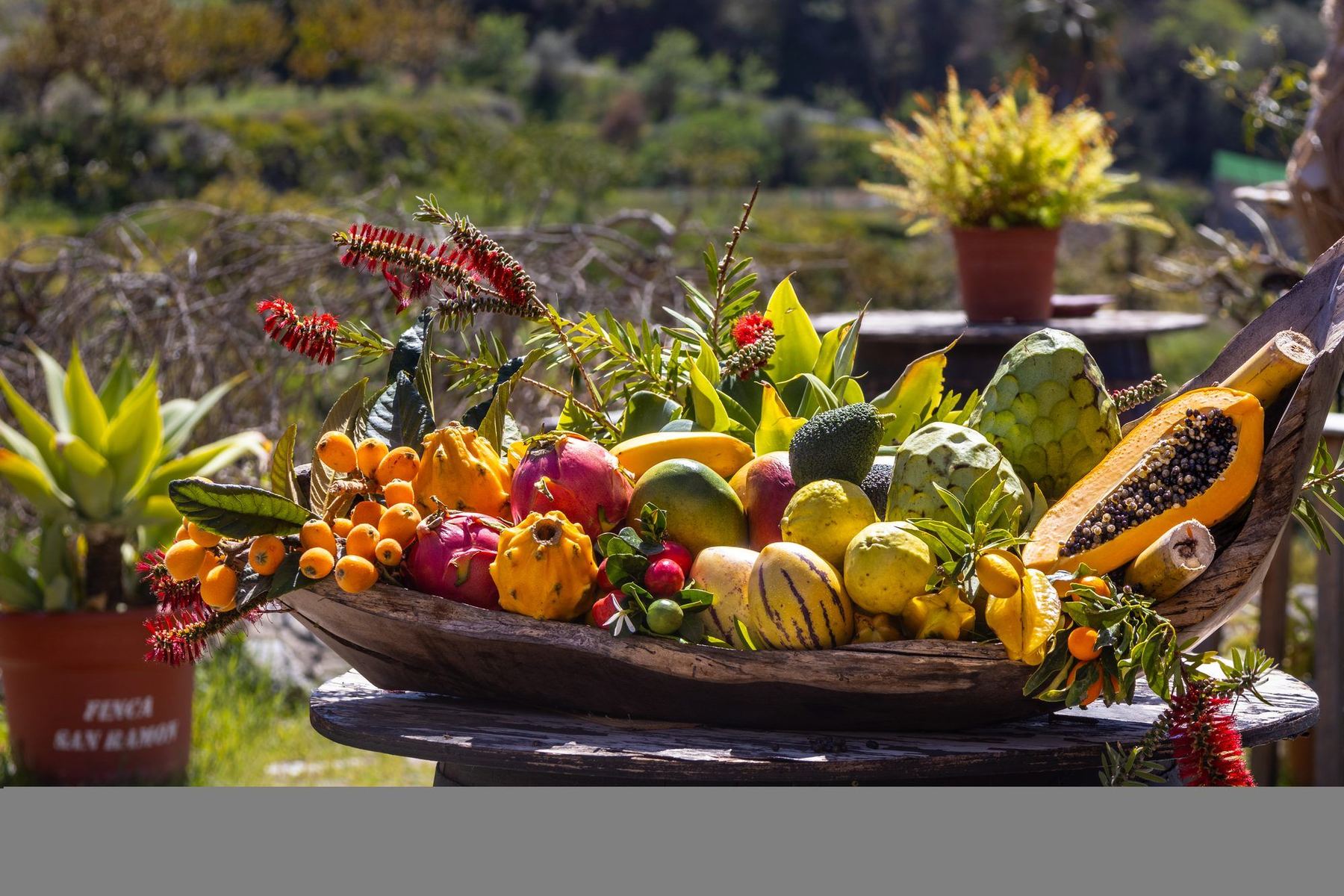 Frutas tropicales de la Costa Tropical, Finca San Ramón, Almuñécar