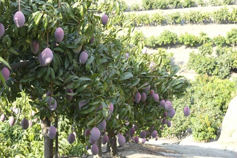Mangos madurando al sol en la Costa Tropical de Granada