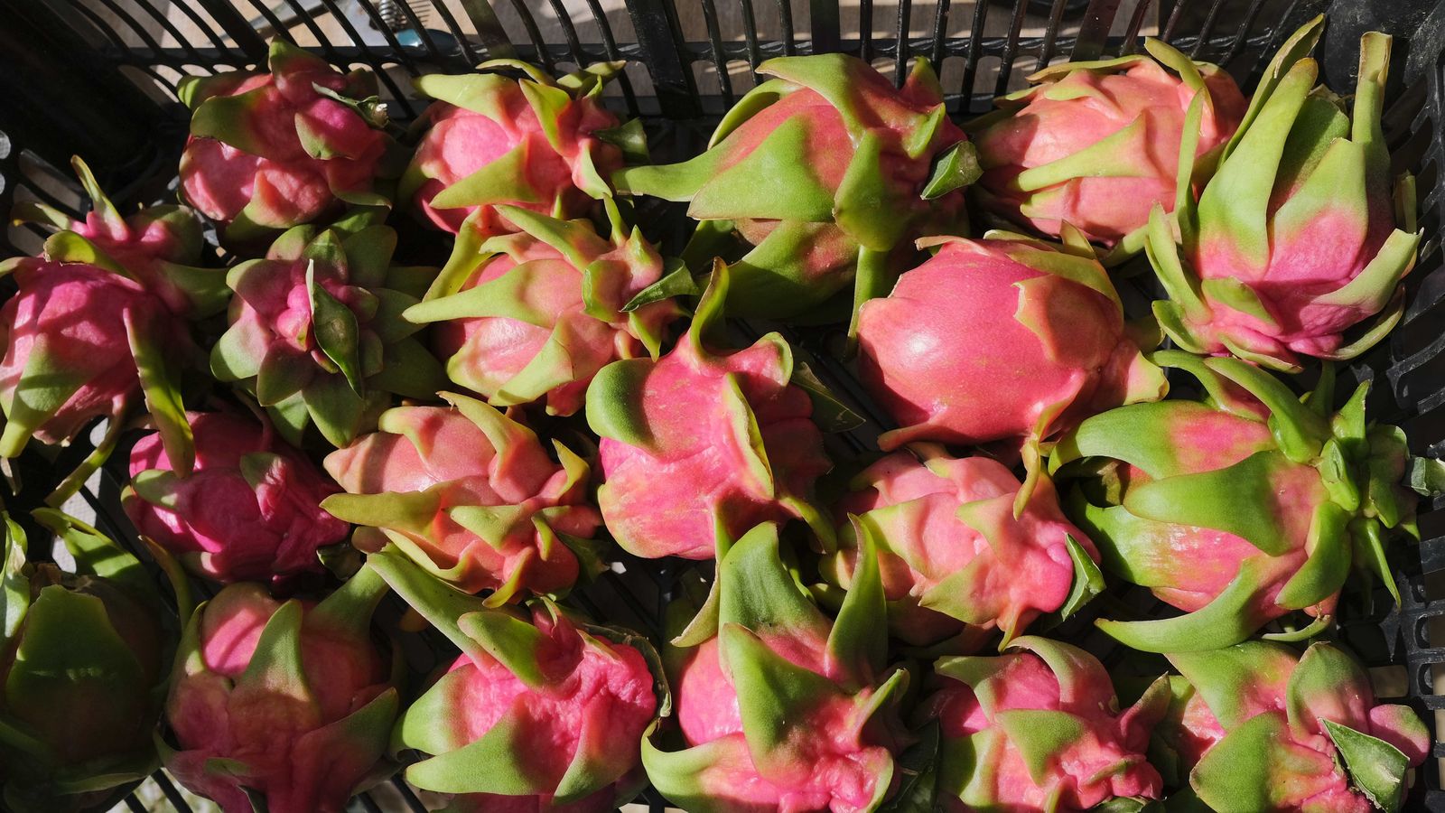Pitahaya cultivada en la Costa Tropical de Granada
